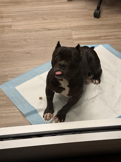 Photo of Cupcake, adoptable Bulldog in Baytown, Texas