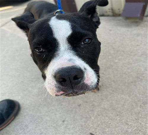 Photo of Jillian, adoptable Pit Bull Terrier in Killeen, Texas