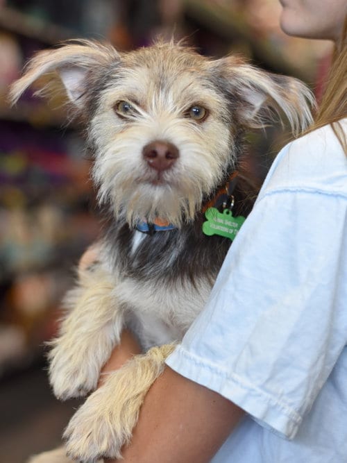 Photo of Oakley, adoptable Schnauzer in Montgomery, Texas