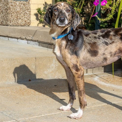 Photo of Babs, adoptable Australian Cattle Dog/Blue Heeler in St Louis, Missouri