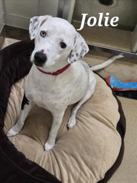 Photo of Jolie, adoptable Dalmatian in Derwood, Maryland
