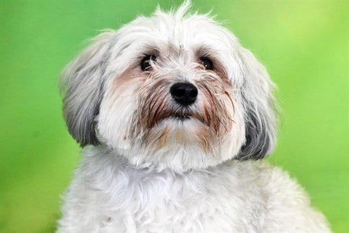 Photo of Louie, adoptable Havanese in Ft Lauderdale, Florida