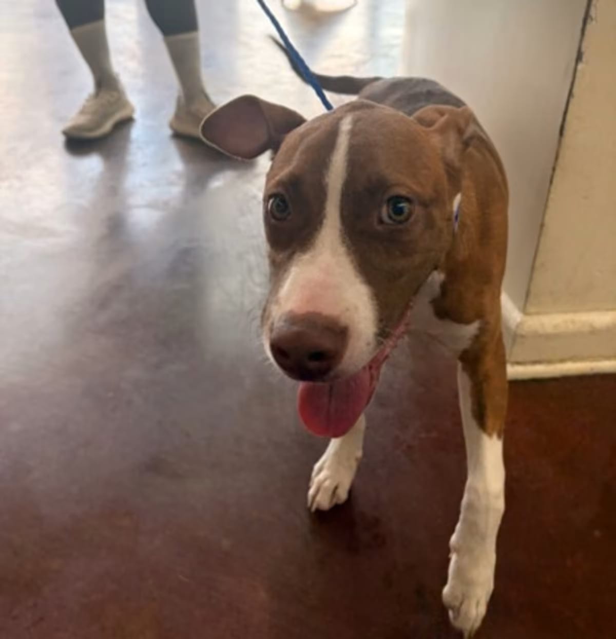 Photo of Bumble, adoptable American Pit Bull Terrier in New Orleans, Louisiana