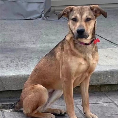 Photo of Princess, adoptable Shepherd in New Oxford, Pennsylvania