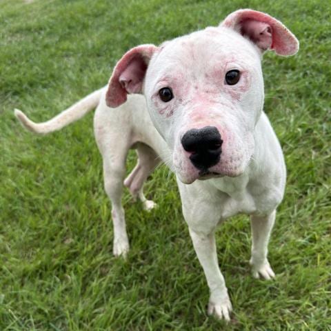 Photo of Honor, adoptable Pit Bull Terrier in Conroe, Texas