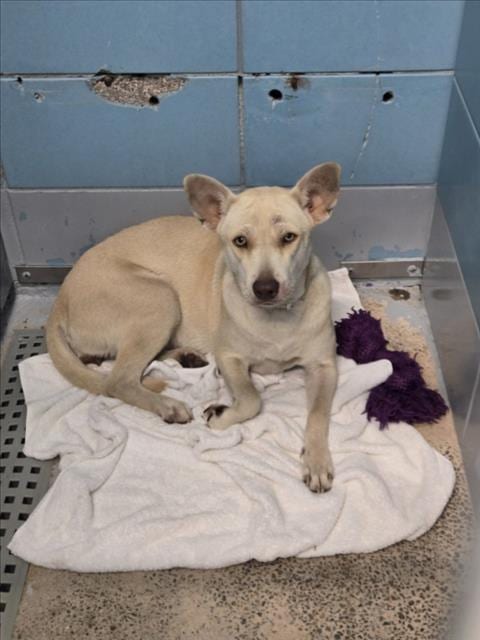 Photo of Blair, adoptable Staffordshire Bull Terrier in Houston, Texas