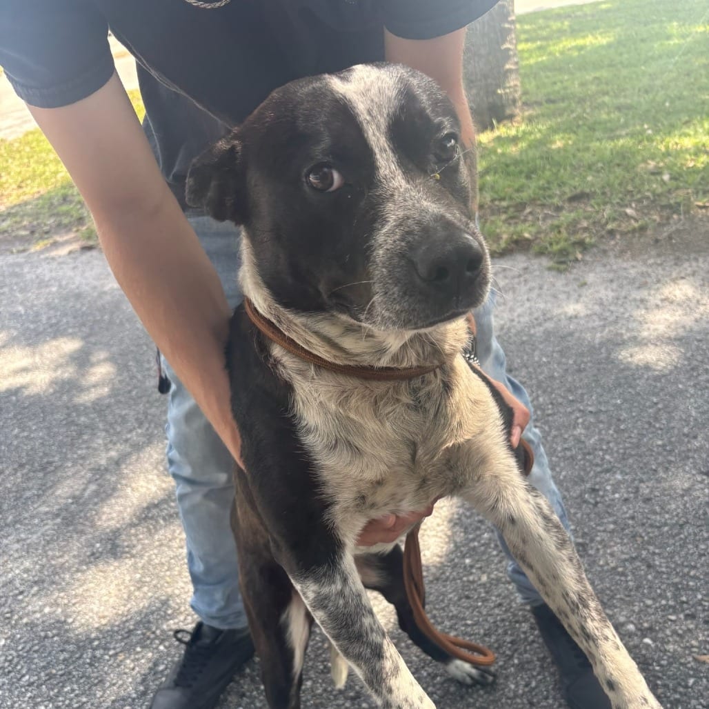 Photo of Zorro, adoptable Cattle Dog / Mixed Breed (Medium) in Fort Pierce, Florida