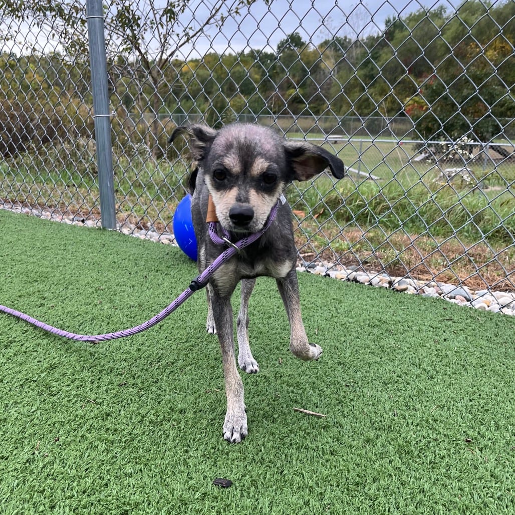 Photo of Annie, adoptable Terrier / Mix in Bristol, Indiana