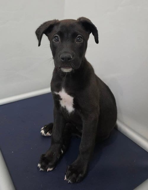 Photo of Pickachu, adoptable German Shepherd Dog in Sedalia, Colorado