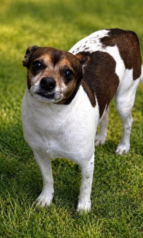 Photo of Gibson- sidekick material, adoptable Rat Terrier in Oakhurst, New Jersey