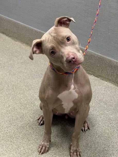 Photo of Macarena, adoptable Pit Bull Terrier in Las Vegas, Nevada