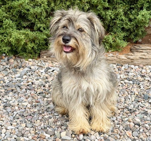 Photo of Absolutely Adorable Lil Ms Aubrey ~ Schnoodle, adoptable Schnauzer in Albuquerque, New Mexico
