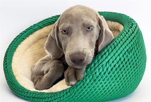 Photo of Bali, adoptable Weimaraner in Ft Lauderdale, Florida