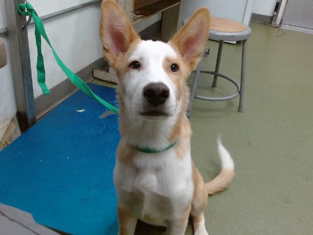 Photo of Senior Australian Cattle Dog mix, adoptable Australian Cattle Dog mix in Devore, California