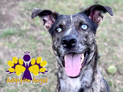 Photo of Camo, adoptable dog in Georgetown, Texas