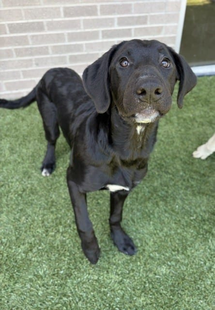 Photo of Pepper, adoptable Mixed Breed