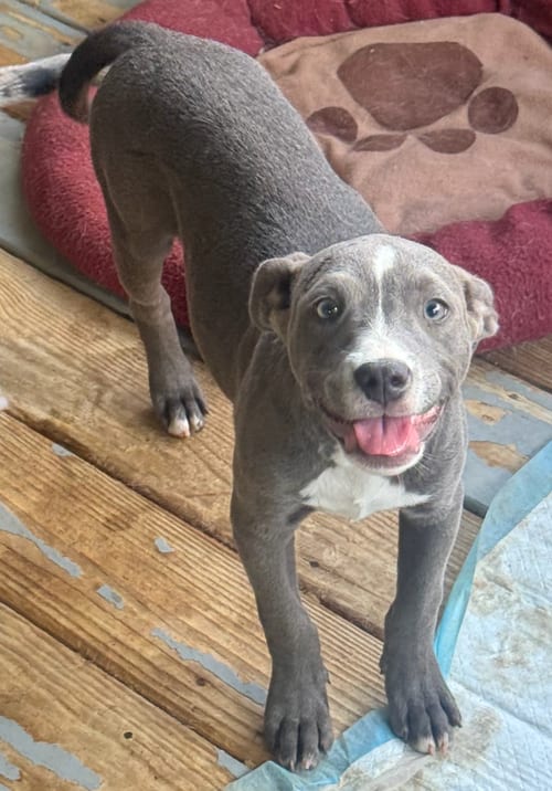 Photo of Rosey, adoptable American Staffordshire Terrier in Atlanta, Georgia