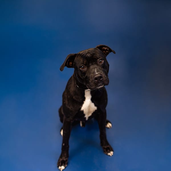 Photo of Moose, adoptable Pit Bull cross in Lawrenceville, Georgia