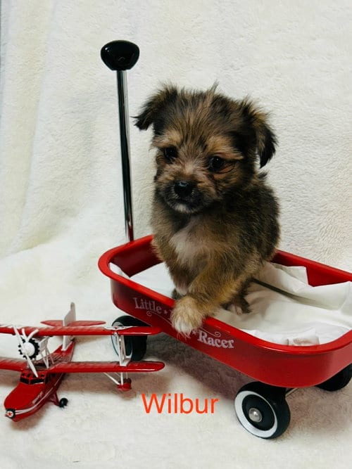 Photo of Wilbur, adoptable Shih Tzu in Ellijay, Georgia