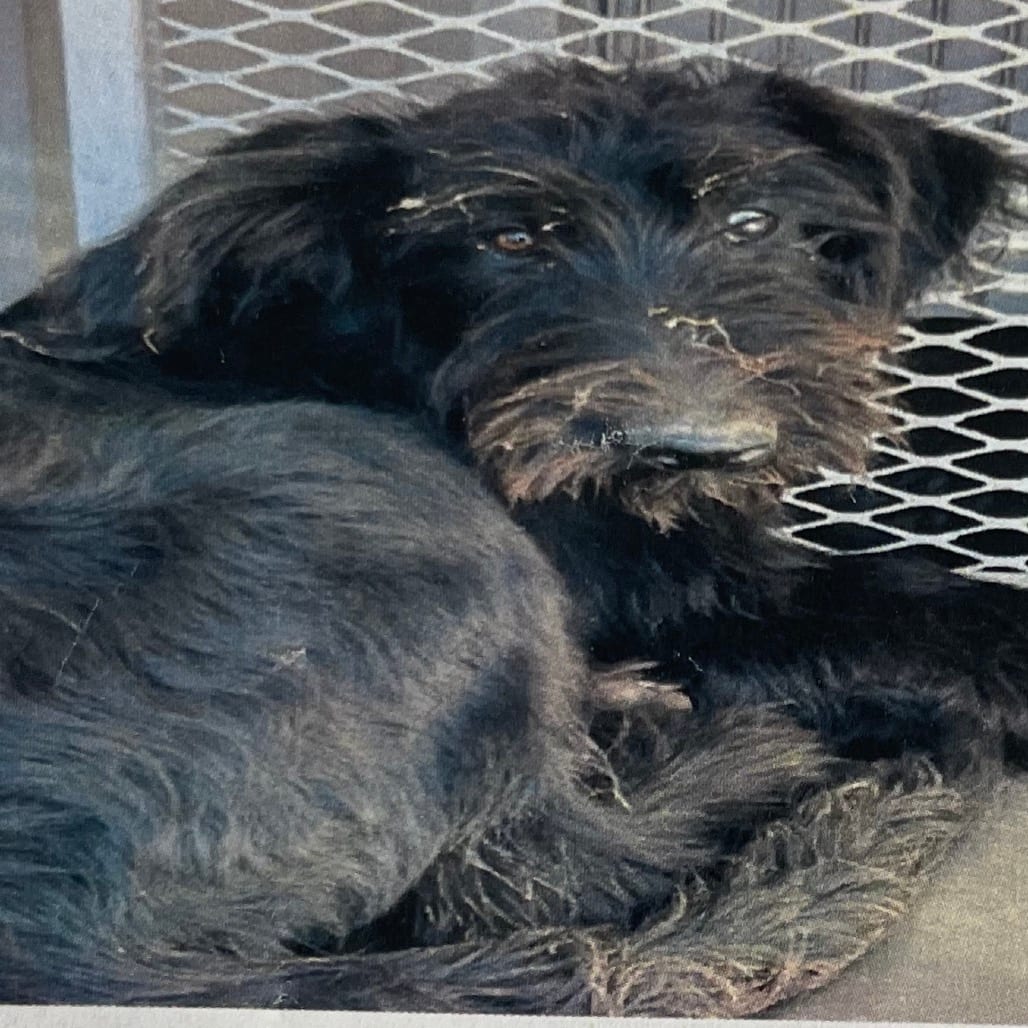 Photo of Mara, adoptable Poodle / Mix in Spokane, Washington