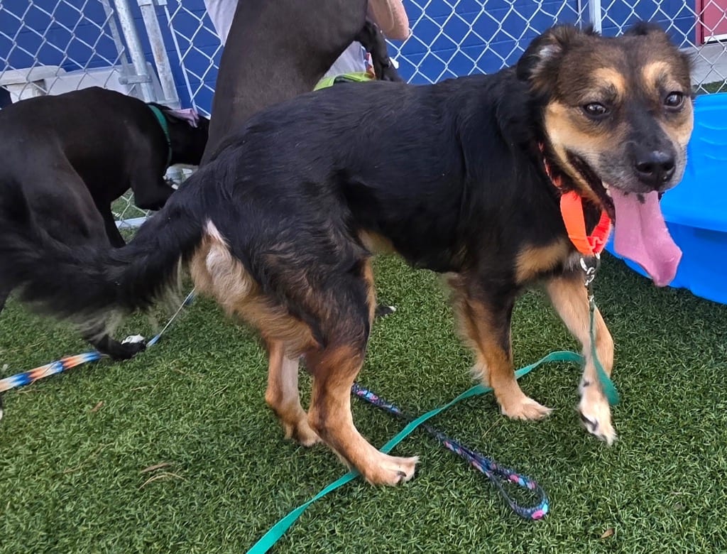 Photo of RoxAnn, adoptable Australian Kelpie in Hartsville, South Carolina