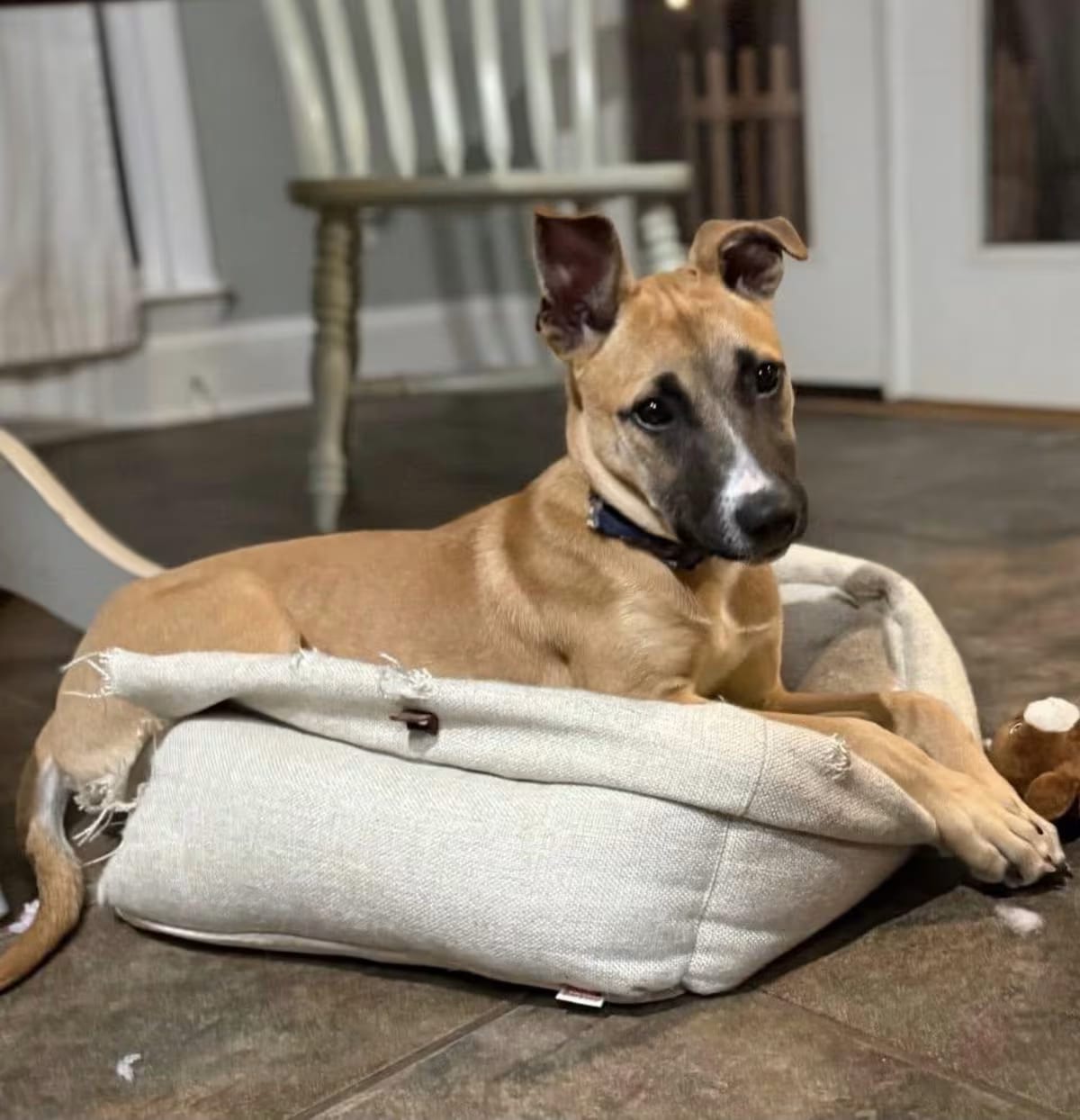 Photo of Edward, adoptable Shepherd (Unknown Type)/Terrier (Unknown Type, Medium) in Waxhaw, North Carolina