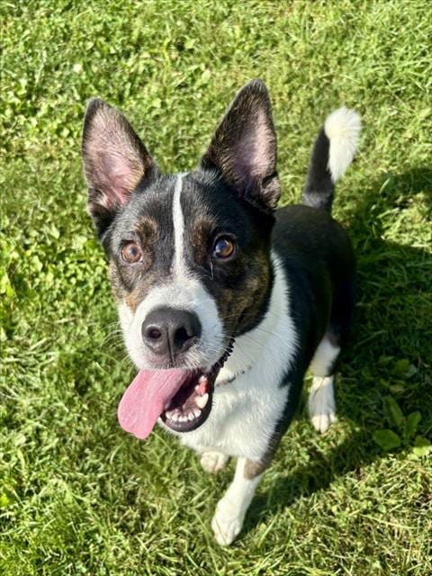 Photo of Hugo, adoptable Border Collie in Center Township, Pennsylvania