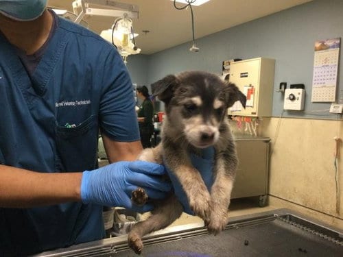 Photo of Rocket, adoptable German Shepherd Dog in Riverside, California