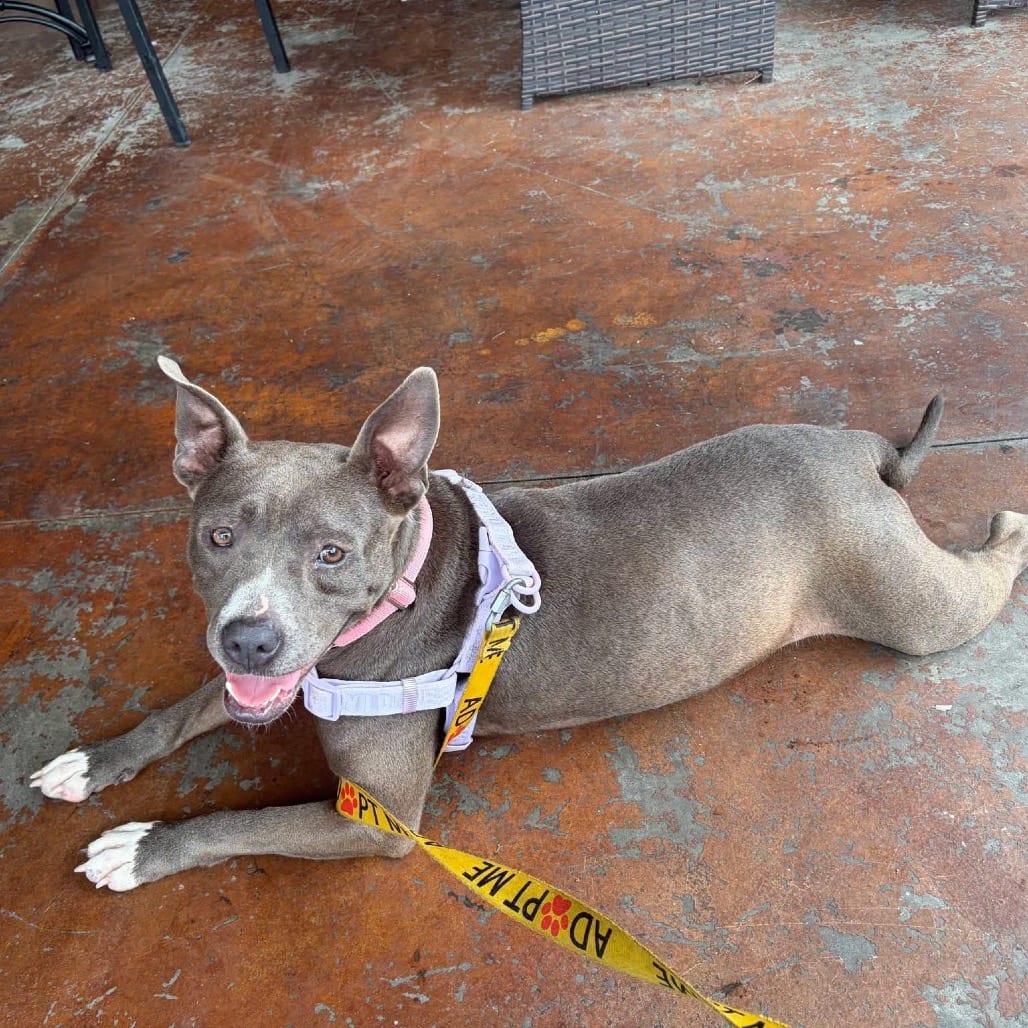 Photo of Precious, adoptable Mixed Breed (Medium) in Hinesville, Georgia