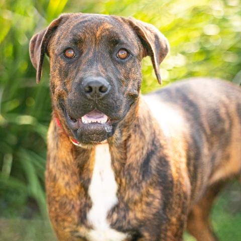 Photo of Arlo, adoptable American Pit Bull Terrier in Camarillo, California