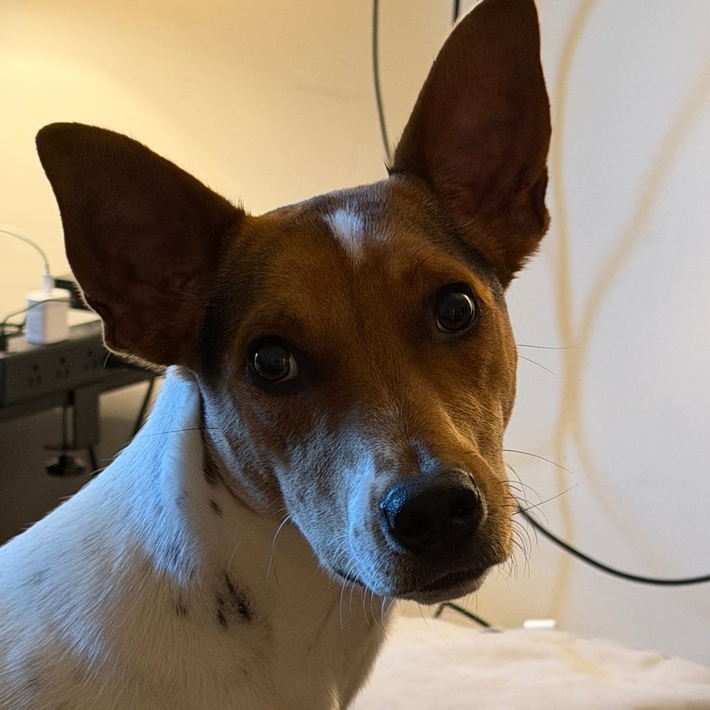 Photo of Finch, adoptable Terrier, Rat / Terrier, Rat in Greensboro, North Carolina