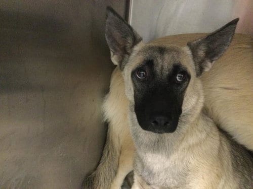 Photo of Raven, adoptable Terrier in Riverside, California