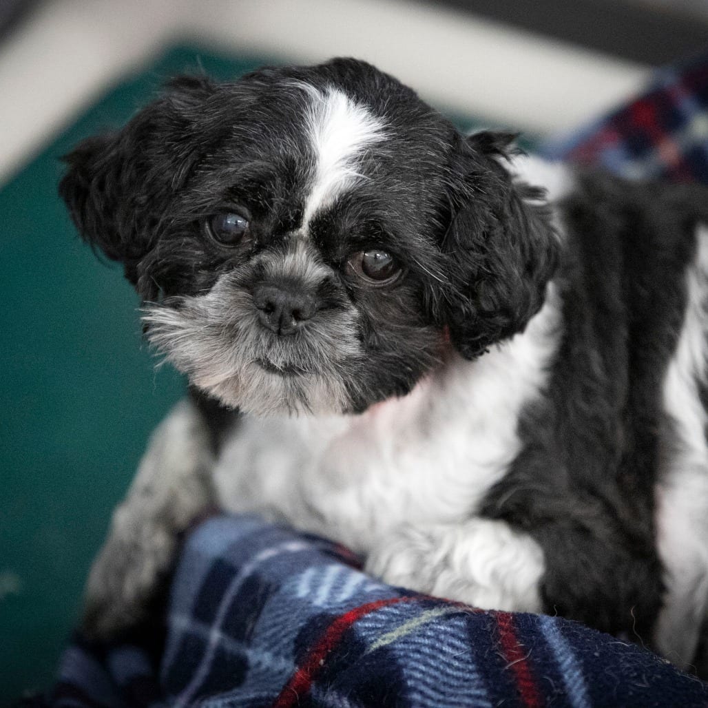 Photo of Bubbles (JN26-82), adoptable Shih Tzu / Shih Tzu in Colorado Springs, Colorado