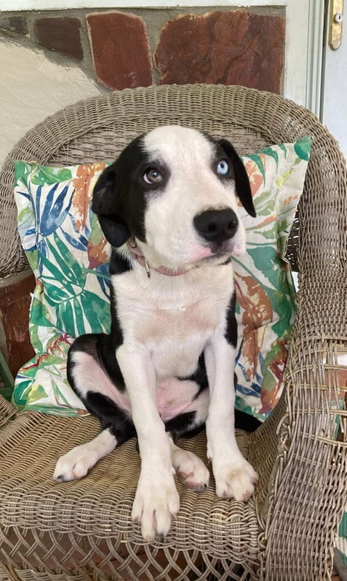 Photo of Puppy Richie, adoptable Border Collie in Sussex, New Jersey
