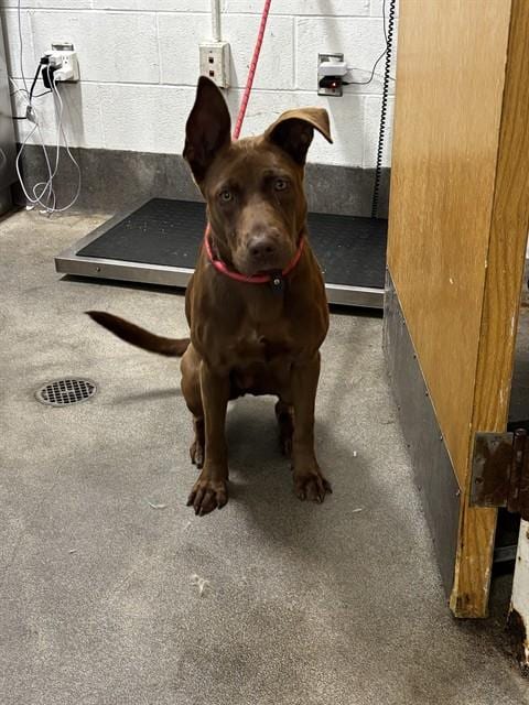 Photo of Piper, adoptable Australian Kelpie in Forestville, Maryland