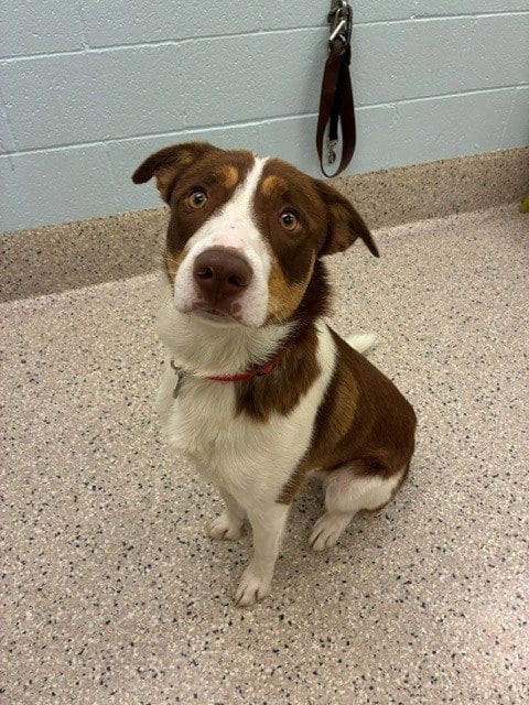 Photo of Gunnison, adoptable Australian Cattle Dog/Blue Heeler in Brighton, Colorado