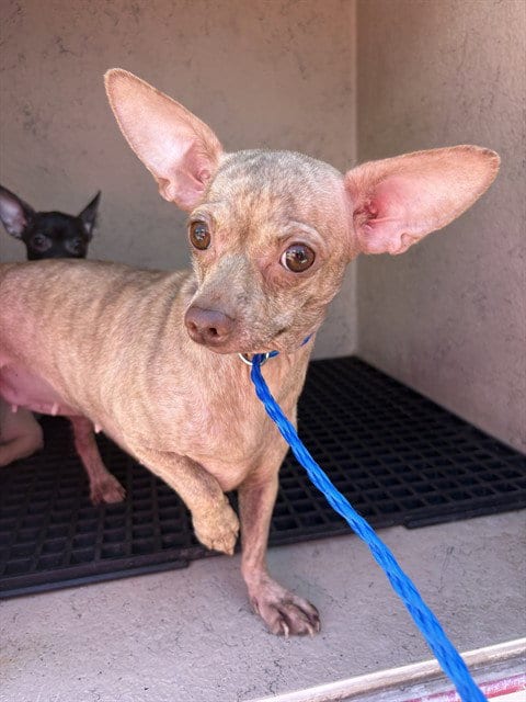 Photo of Chloe, adoptable Chihuahua in Killeen, Texas