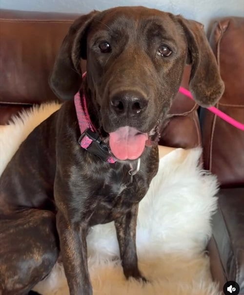 Photo of Lena - REDUCED ADOPTION DONATION, adoptable Mastiff in Goodyear, Arizona