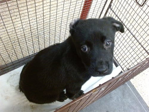 Photo of Cass, adoptable Labrador Retriever in Miami, Florida