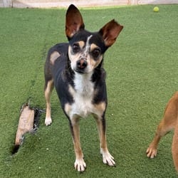 Photo of Lucy 2081, adoptable Chihuahua Mixed Breed (Small) in Loxahatchee, Florida