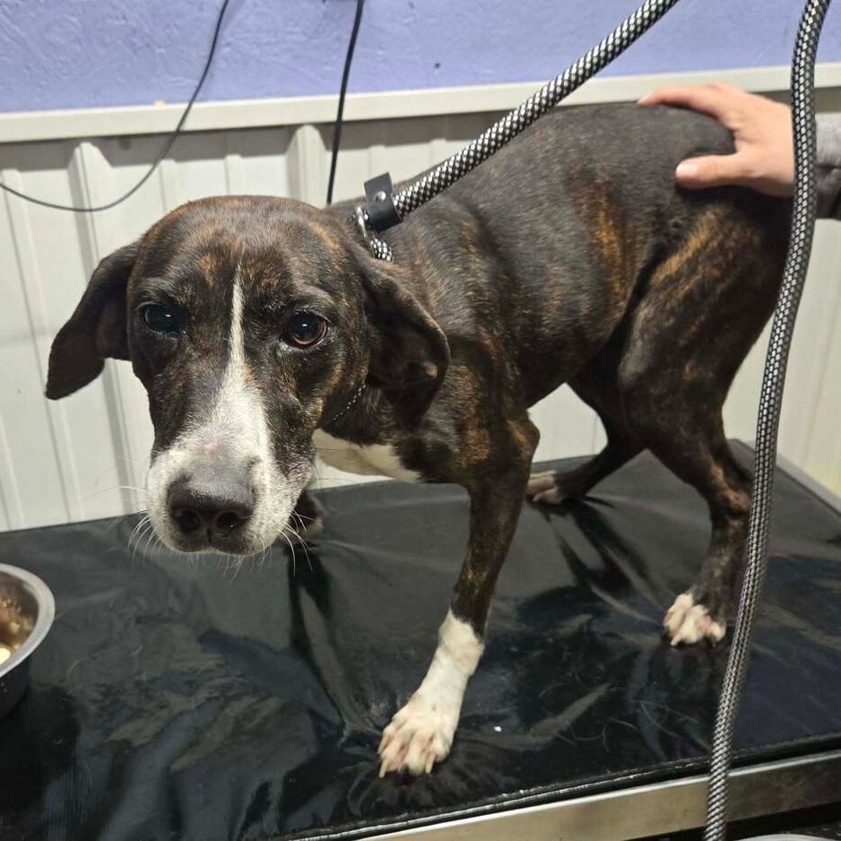 Photo of Alyssa, adoptable Hound, Plott / Mixed Breed (Medium) in Ohio, Ohio