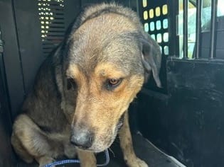 Photo of Shine, adoptable dog in Georgetown, Texas