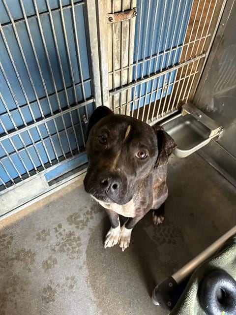 Photo of A888449, adoptable Pit Bull Terrier in Camarillo, California