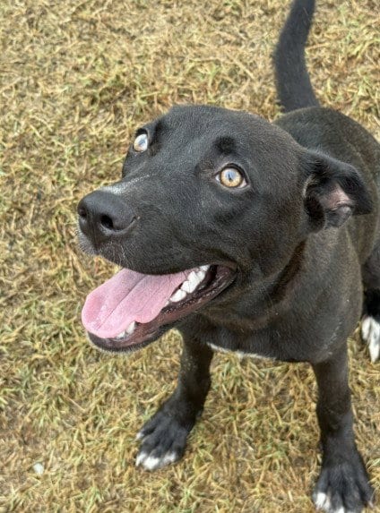 Photo of Sudowoodo, adoptable Husky in Killeen, Texas