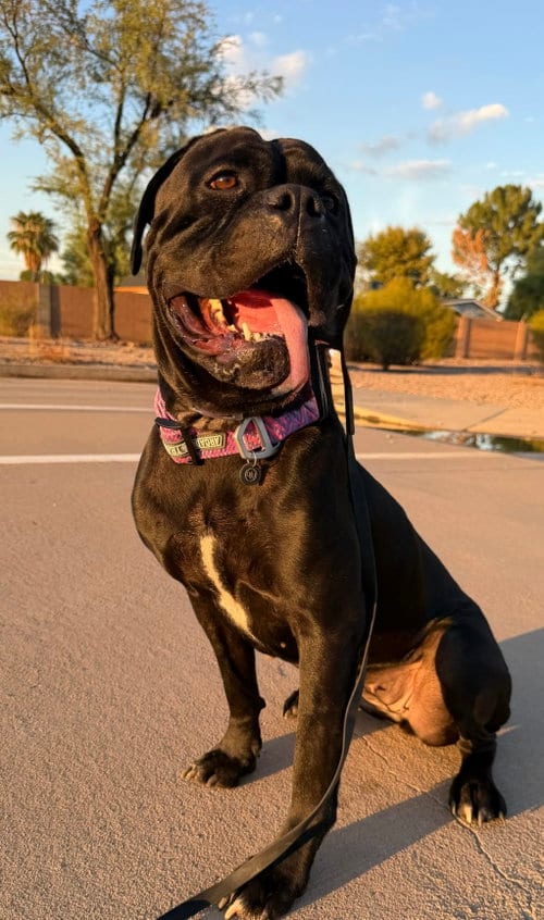 Photo of Pebbles, adoptable Cane Corso Mastiff in Goodyear, Arizona