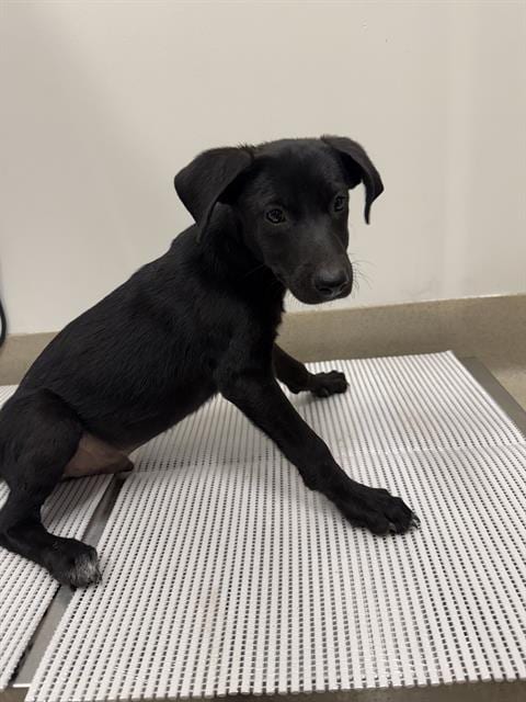 Photo of Valentino, adoptable Labrador Retriever in Baytown, Texas