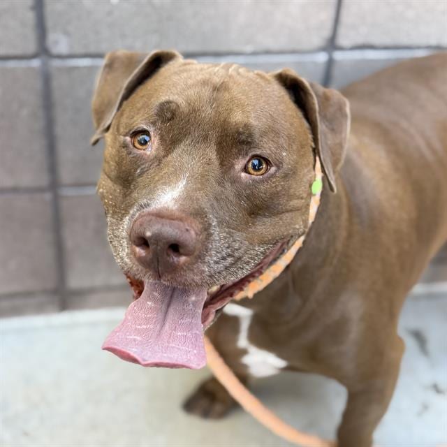Photo of Mr Brown, adoptable dog