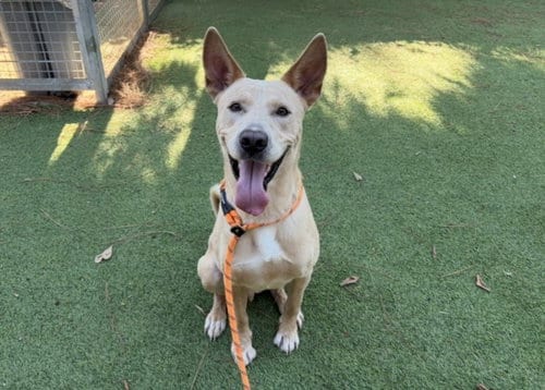 Photo of Ares, adoptable German Shepherd Dog in Chatsworth, California