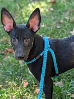 Photo of Luke, adoptable Feist in Clyde, North Carolina