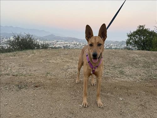 Photo of Maggie, adoptable Carolina Dog in Chatsworth, California